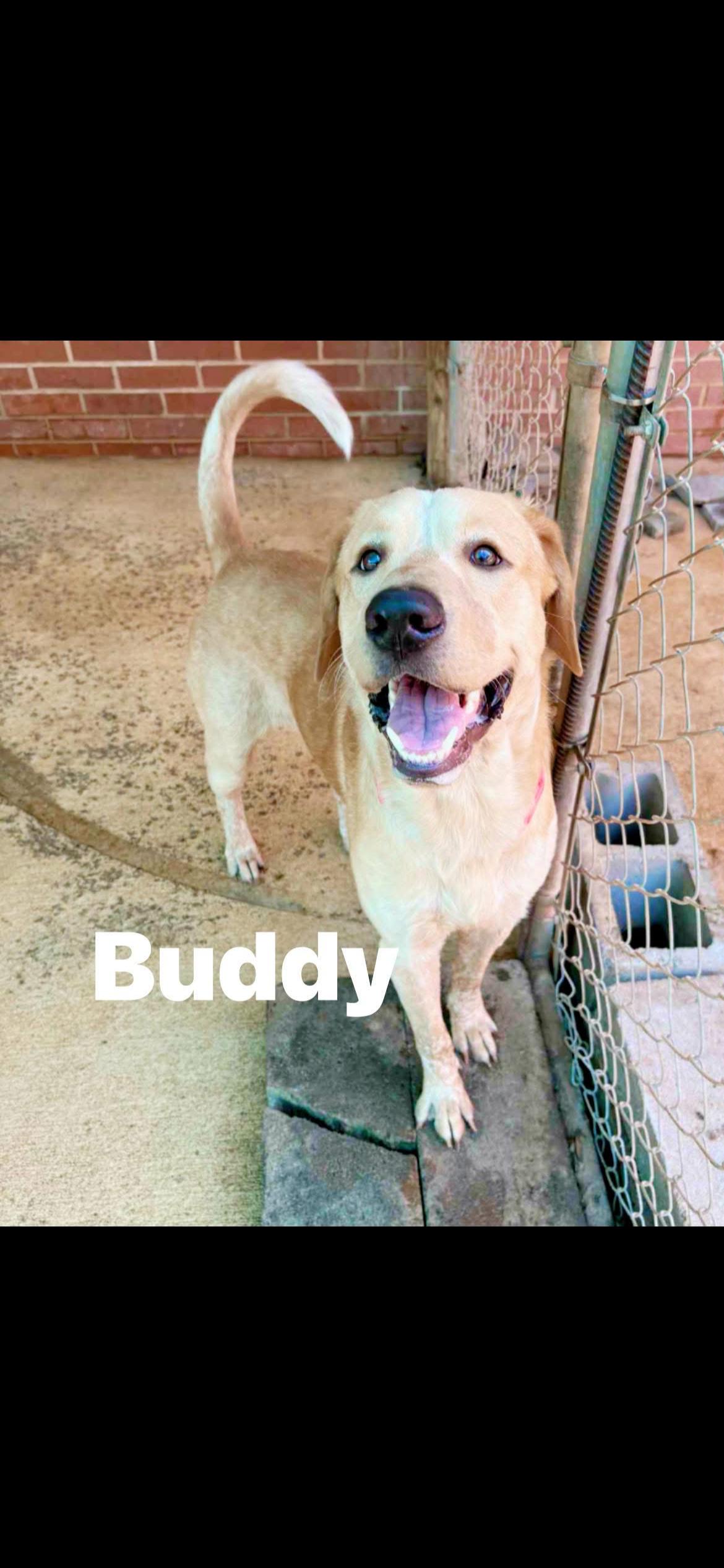 Buddy, an adopted mixed breed in North Dighton, MA image 3/3