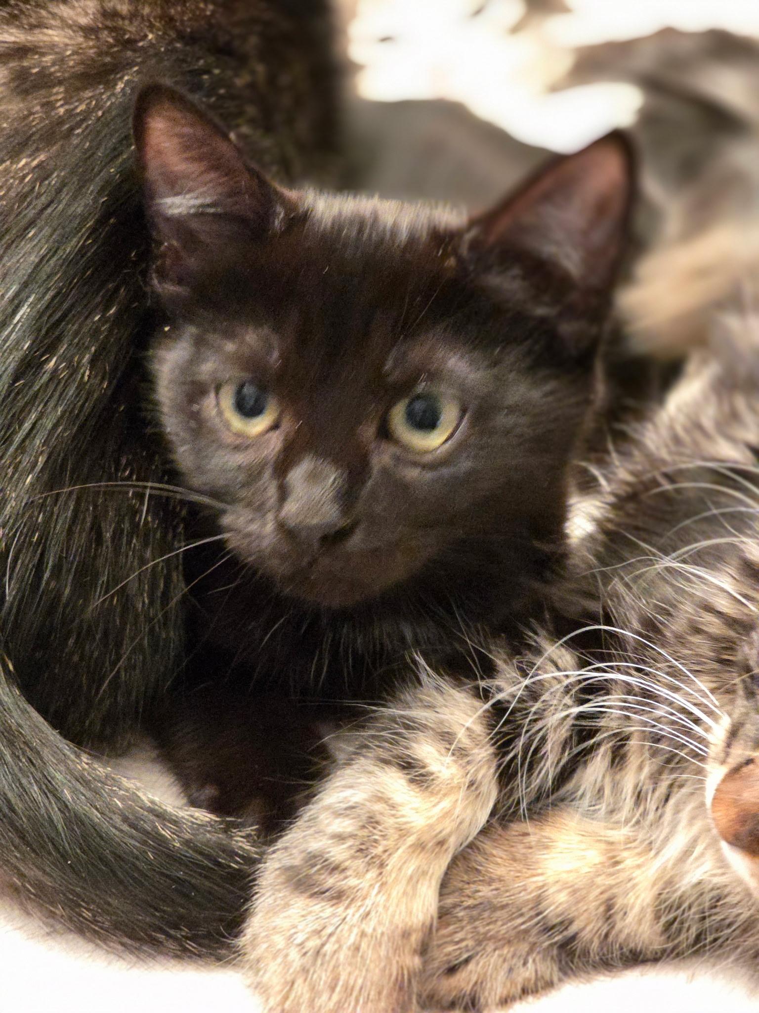 Enlarge Raven, a Adopted Domestic Short Hair in Rio Linda, CA image 1/3