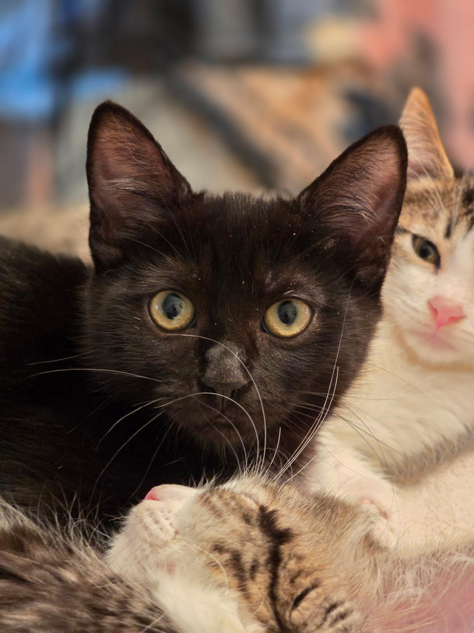 Enlarge Raven, a Adopted Domestic Short Hair in Rio Linda, CA image 2/3