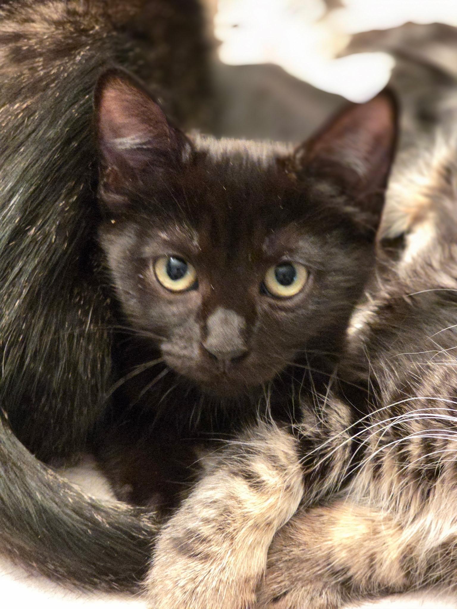 Enlarge Raven, a Adopted Domestic Short Hair in Rio Linda, CA image 3/3