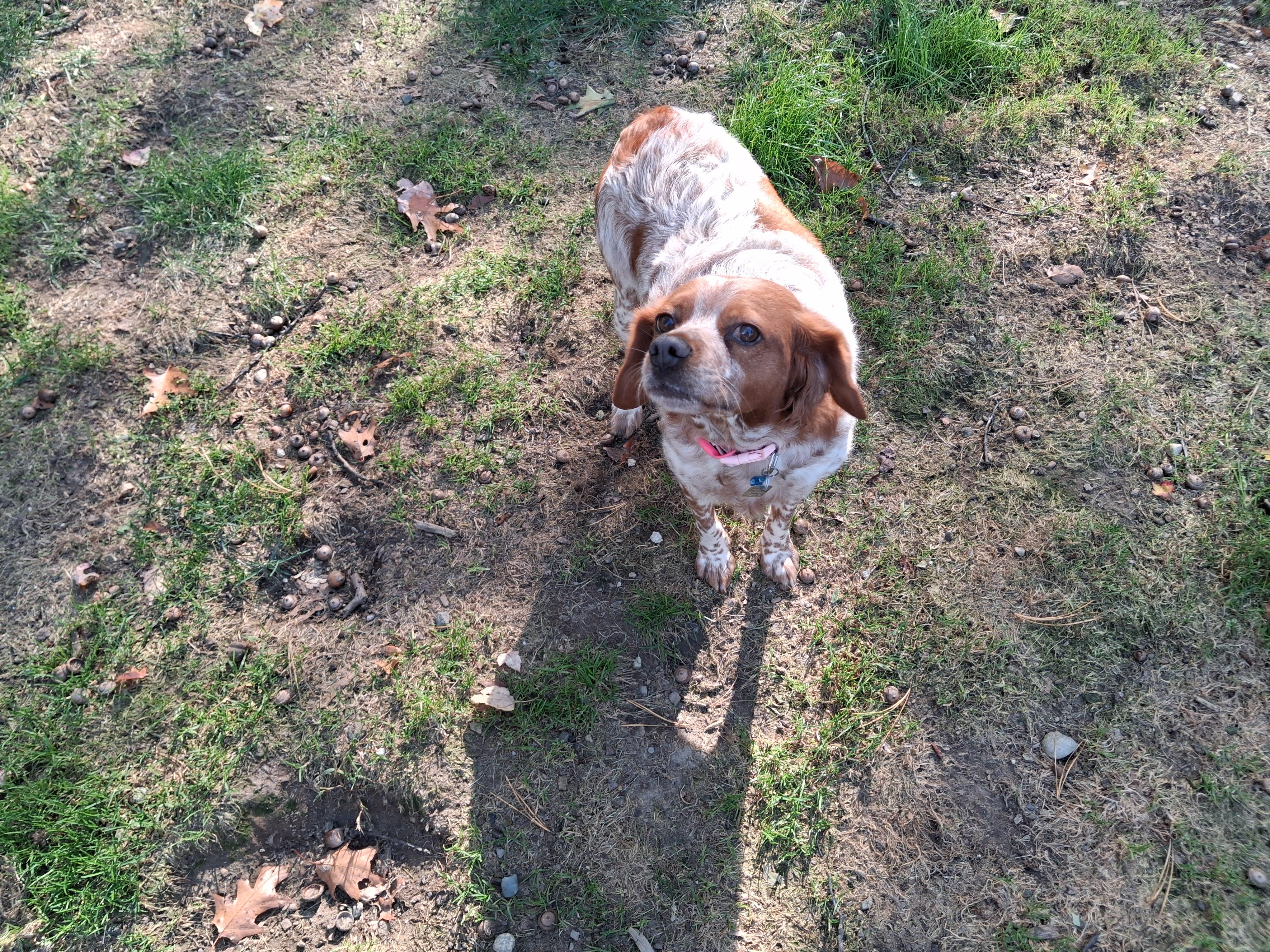Enlarge Fabulous Fern, a Adoptable Brittany Spaniel in Marion, MA image 2/3