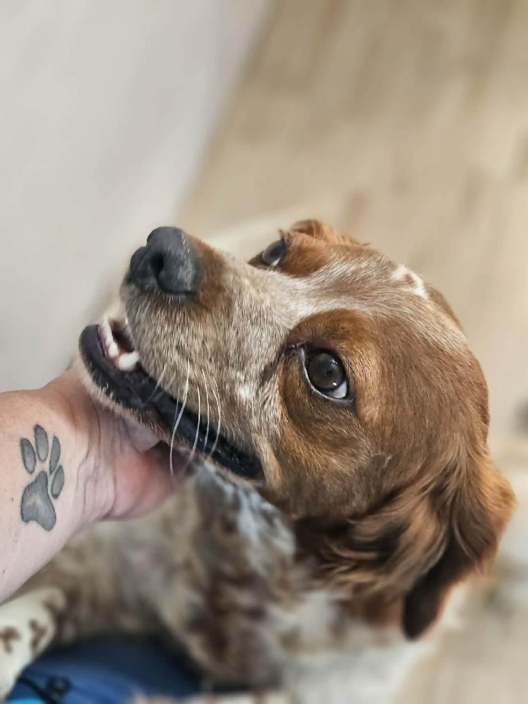 Fabulous Fern, Adoptable, Young Female Brittany Spaniel.