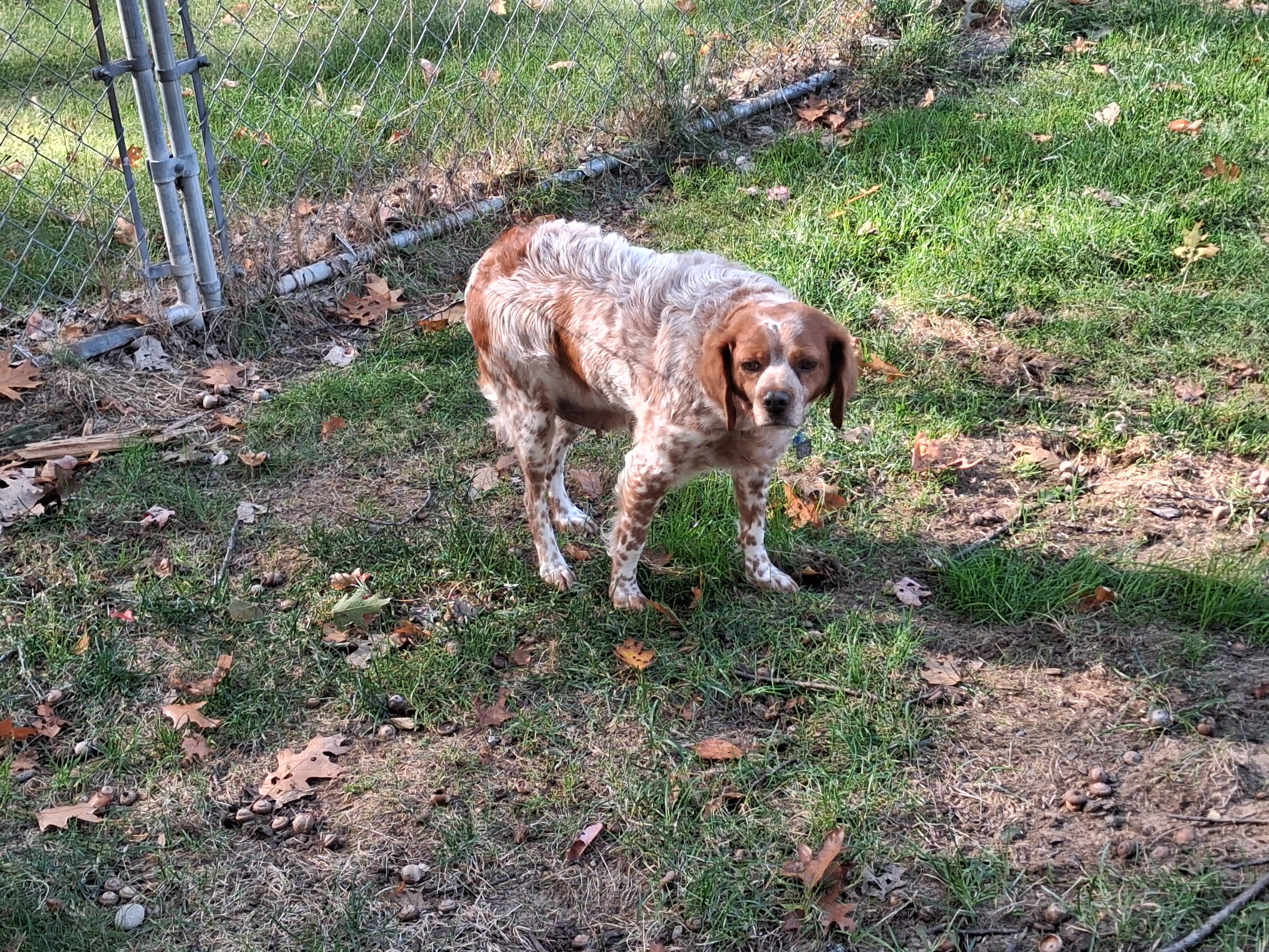 Enlarge Fabulous Fern, a Adoptable Brittany Spaniel in Marion, MA image 3/3