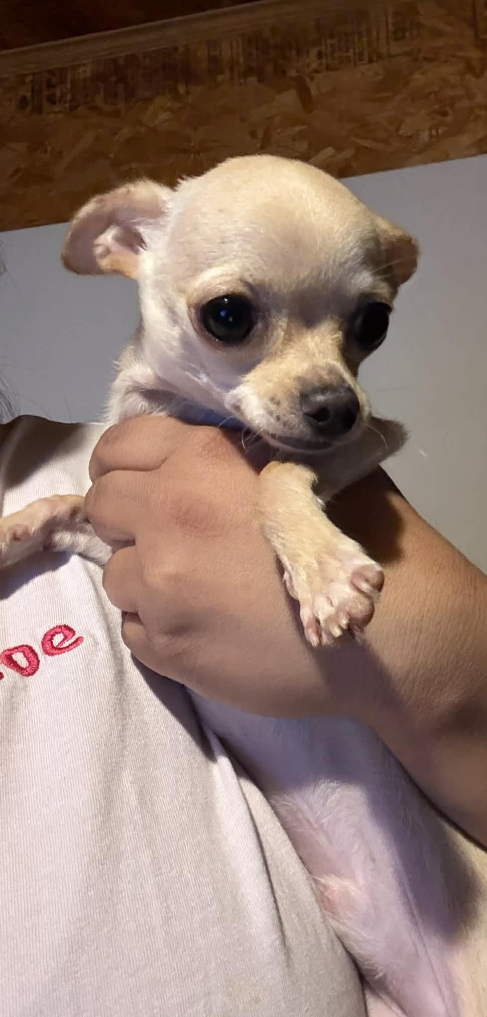 Enlarge Gus, a ADOPTABLE Chihuahua in kirby, TX image 1/1