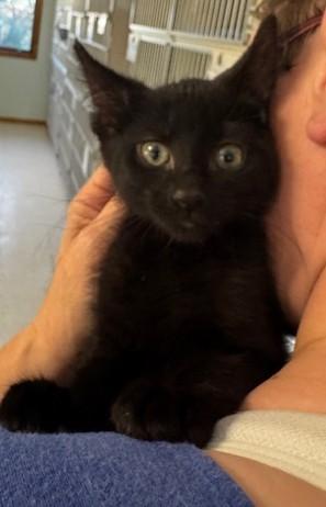 Barnacle, a Adoptable Domestic Short Hair in Hutchinson, MN image 1/2