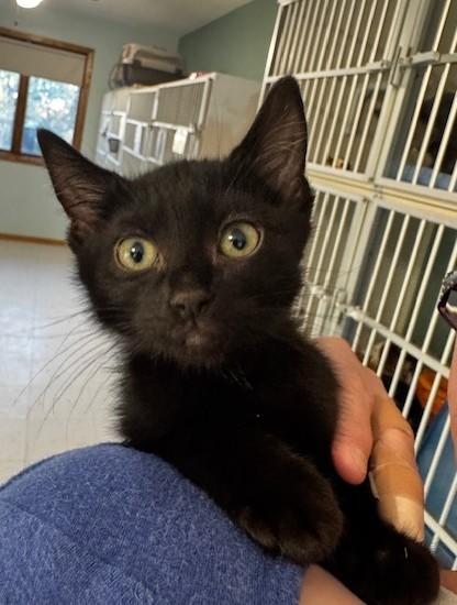 Barnacle, a Adoptable Domestic Short Hair in Hutchinson, MN image 2/2