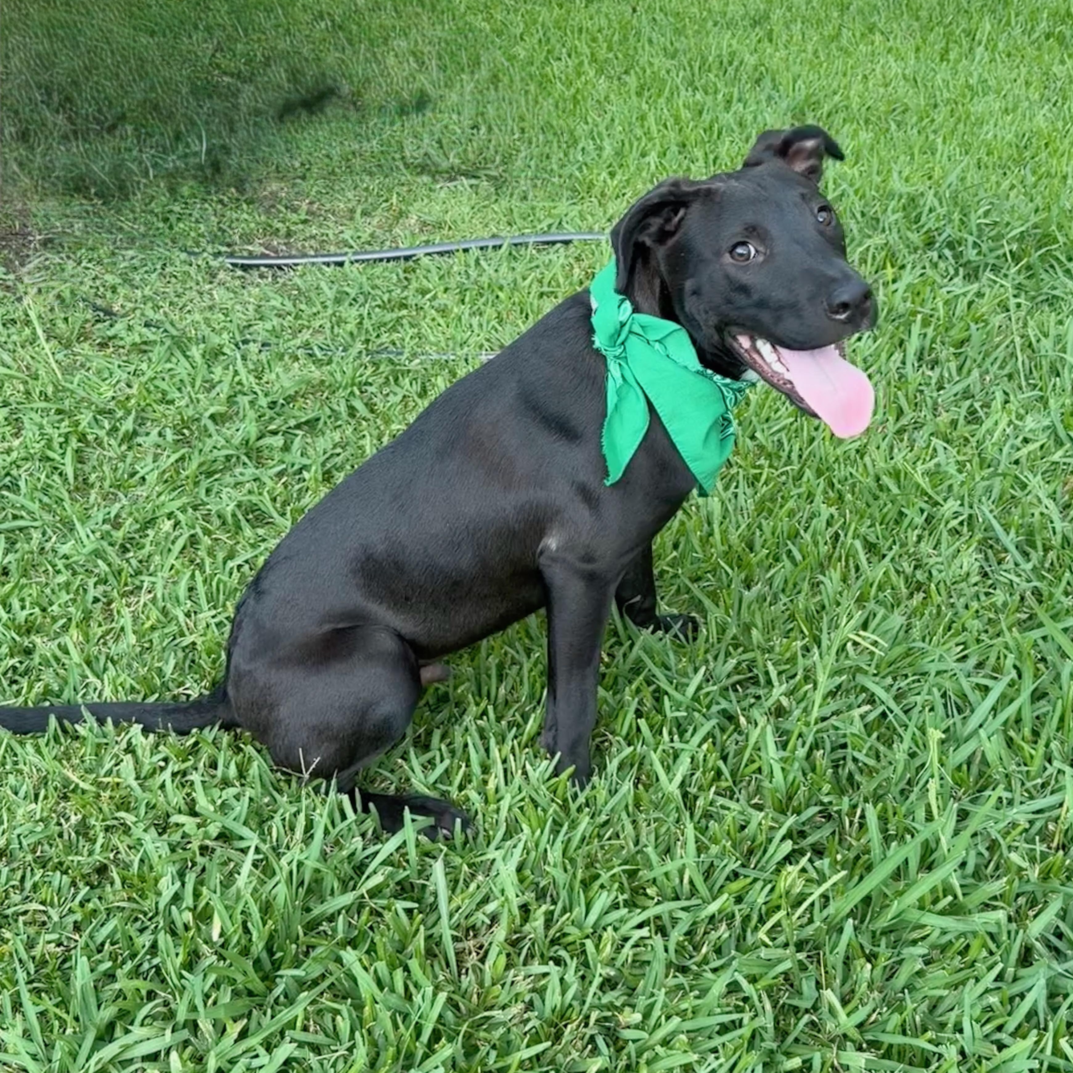 Saxophone, a Adoptable mixed breed in Austin, TX image 6/6