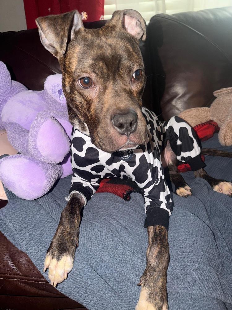 Jojo (FOSTERED LOCALLY), Adoptable, Adult Male Boxer & Pit Bull Terrier.