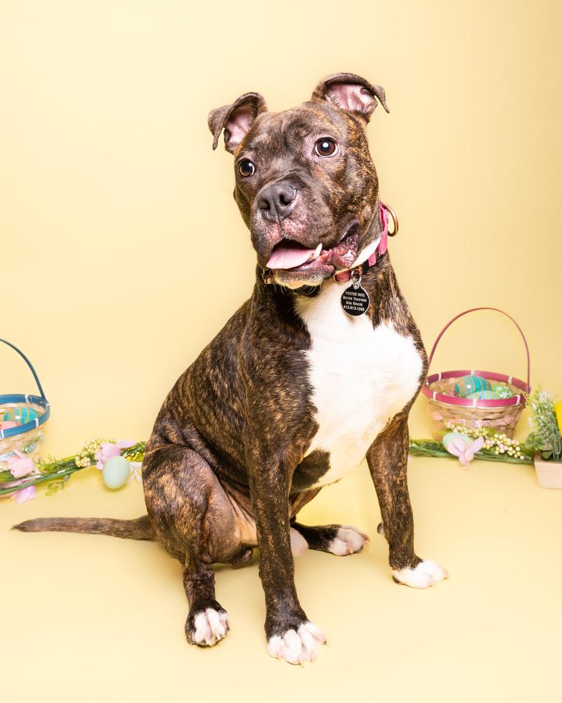 Jojo (FOSTERED LOCALLY), a Adoptable mixed breed in Leverett, MA image 1/6