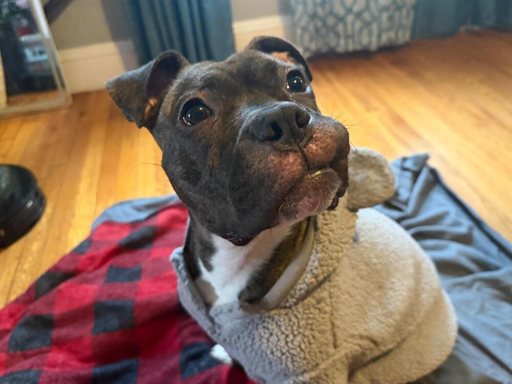 Jojo (FOSTERED LOCALLY), a Adoptable mixed breed in Leverett, MA image 2/6