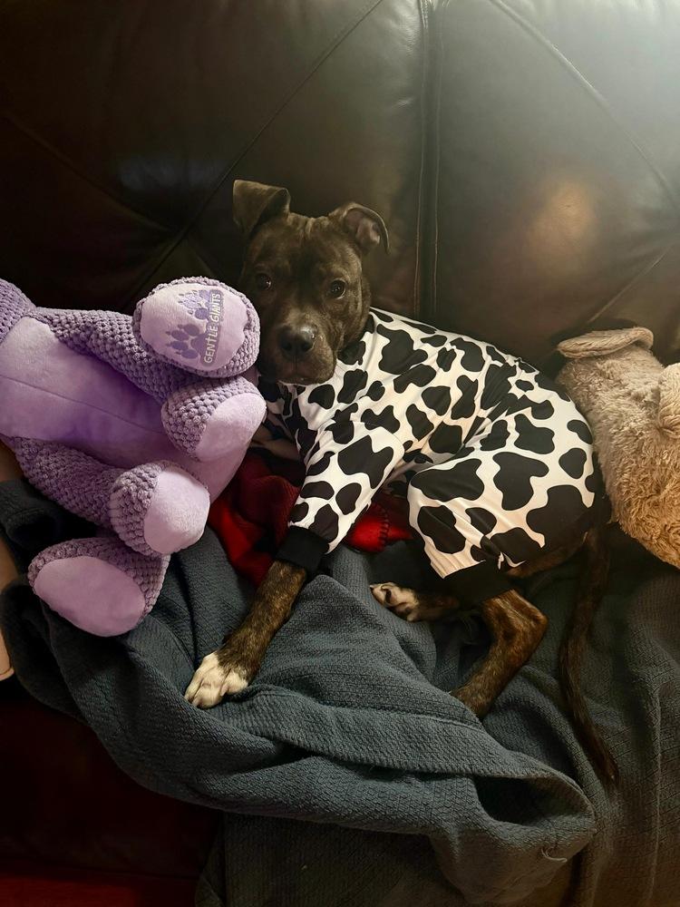 Enlarge Jojo (FOSTERED LOCALLY), a Adoptable mixed breed in Leverett, MA image 2/5