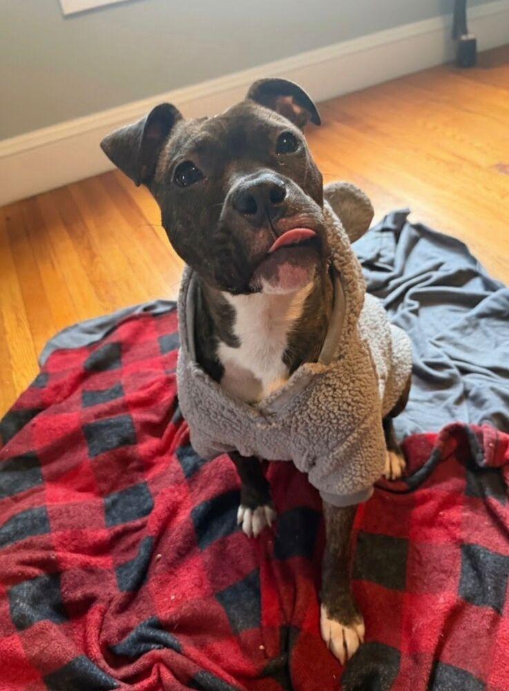 Jojo (FOSTERED LOCALLY), a Adoptable mixed breed in Leverett, MA image 3/6