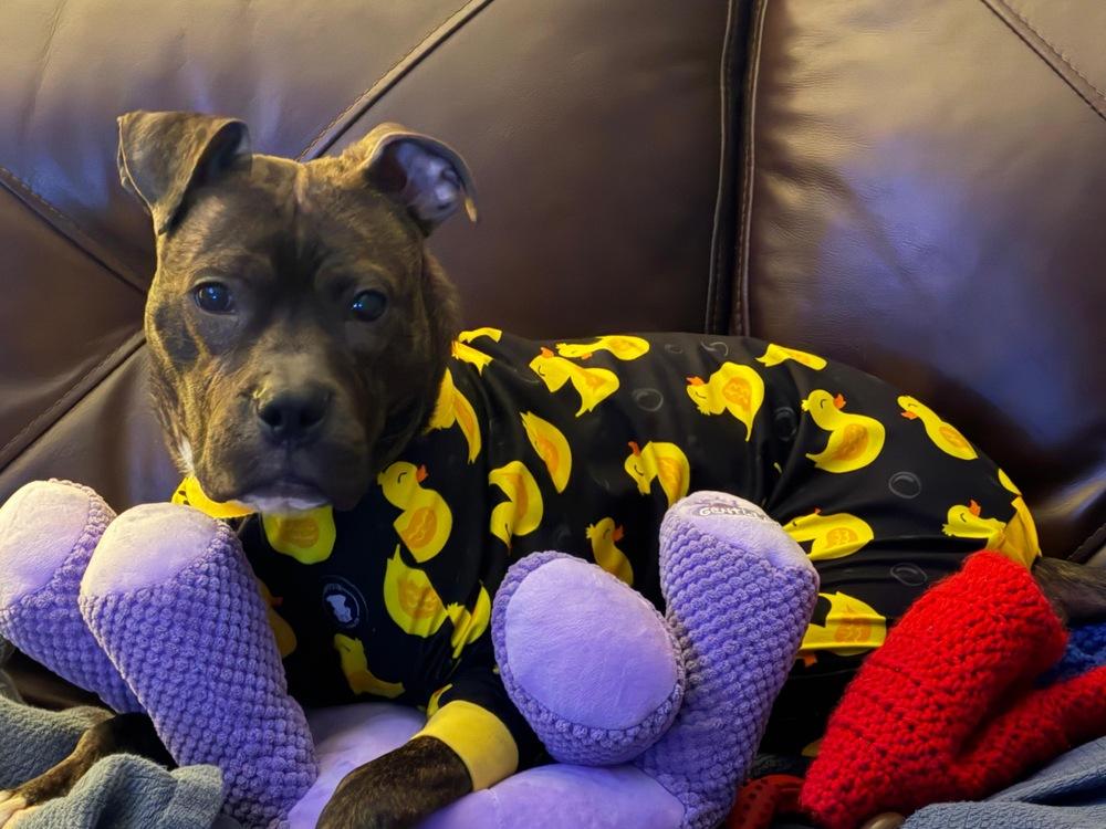 Enlarge Jojo (FOSTERED LOCALLY), a Adoptable mixed breed in Leverett, MA image 3/5