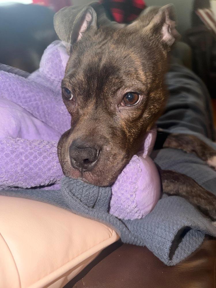 Enlarge Jojo (FOSTERED LOCALLY), a Adoptable mixed breed in Leverett, MA image 4/5