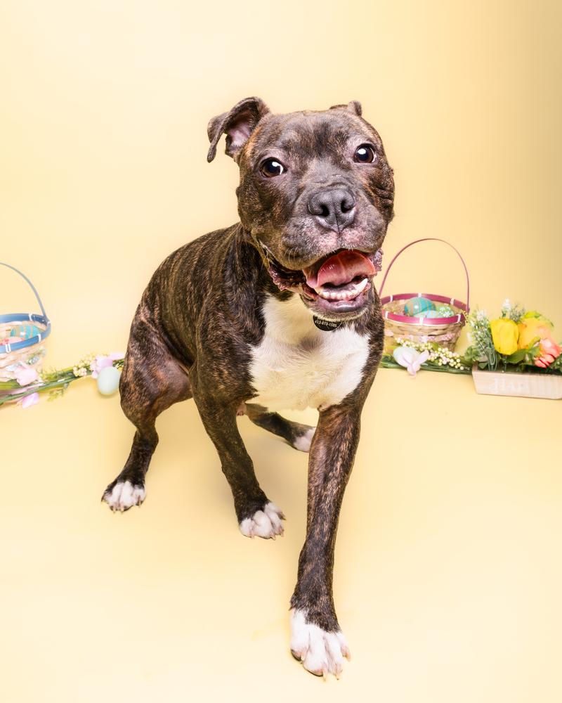 Jojo (FOSTERED LOCALLY), a Adoptable mixed breed in Leverett, MA image 5/6