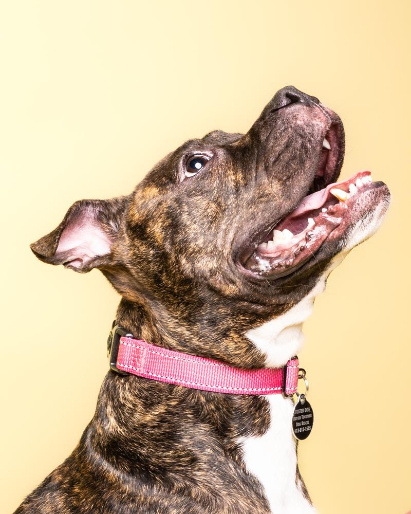 Jojo (FOSTERED LOCALLY), a Adoptable mixed breed in Leverett, MA image 6/6