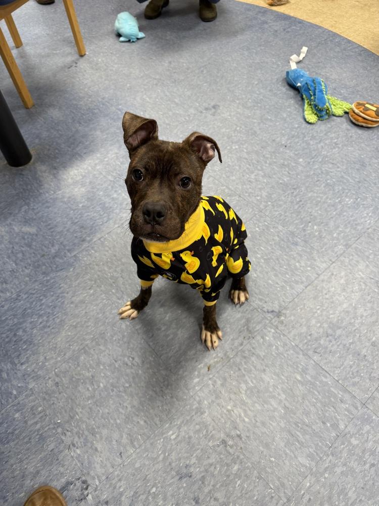 Enlarge Jojo (FOSTERED LOCALLY), a Adoptable mixed breed in Leverett, MA image 5/5