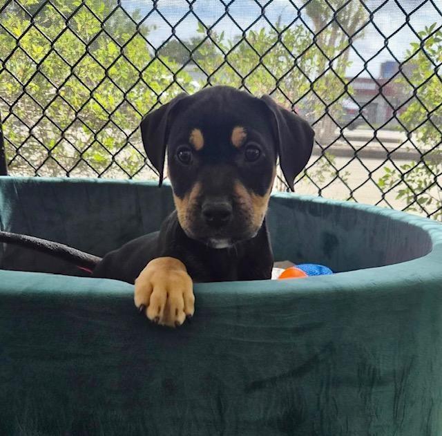 Enlarge Daisy, a ADOPTABLE Mountain Cur in Winter Haven, FL image 1/1