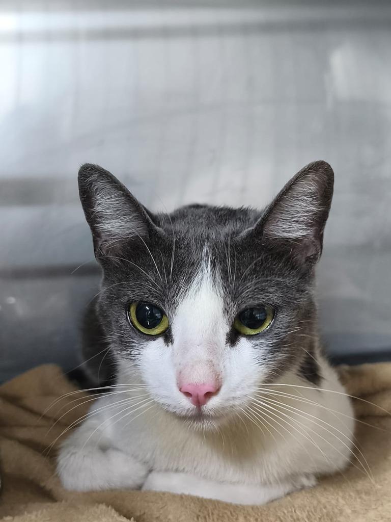 Enlarge Libby, a Adoptable American Shorthair in Corral del Risco, NAY image 2/5