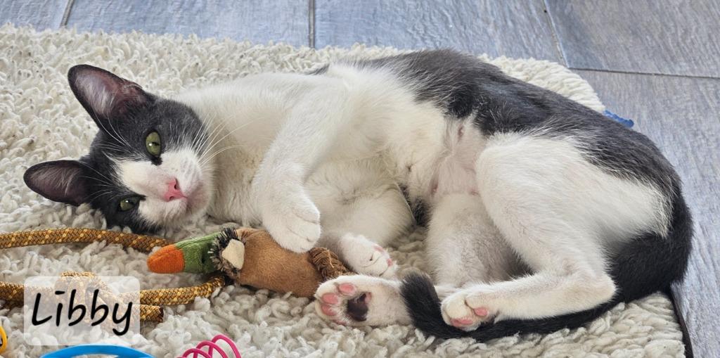 Enlarge Libby, a Adoptable American Shorthair in Corral del Risco, NAY image 3/5