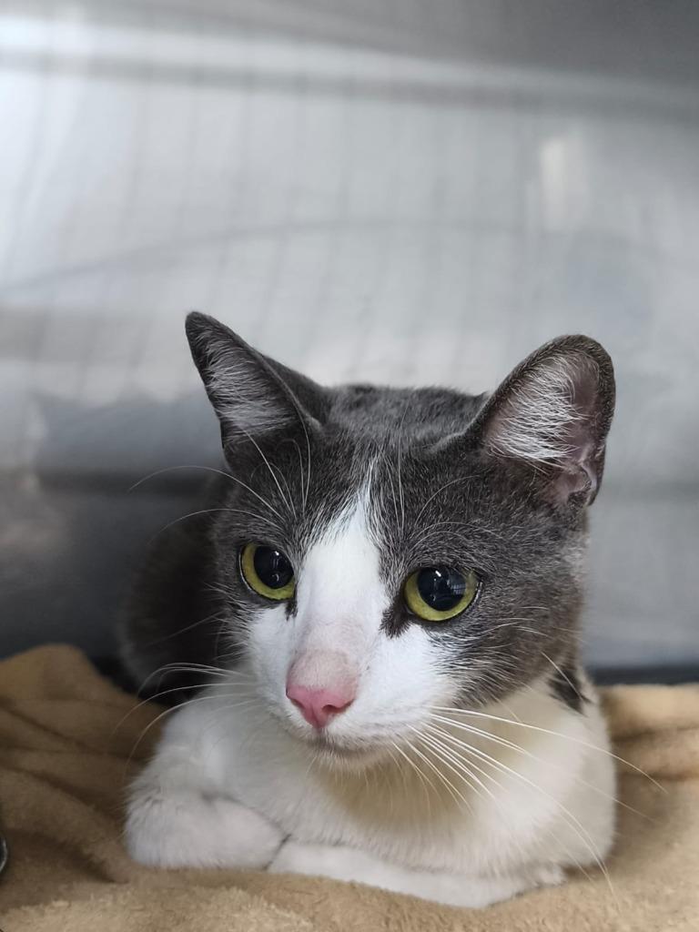 Enlarge Libby, a Adoptable American Shorthair in Corral del Risco, NAY image 4/5