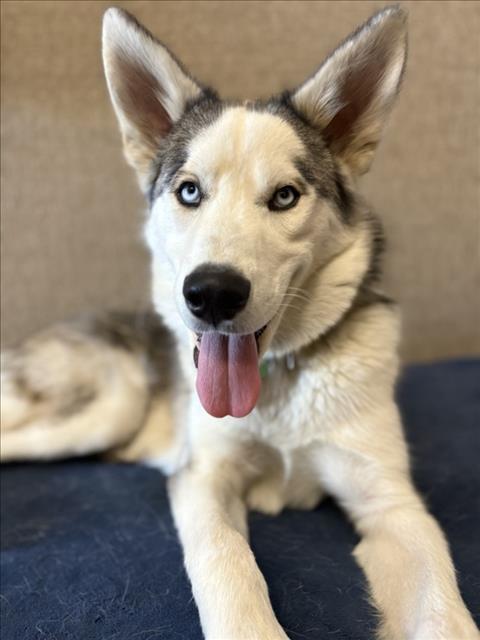TOMAHAWK, Adoptable, Young Male Husky.