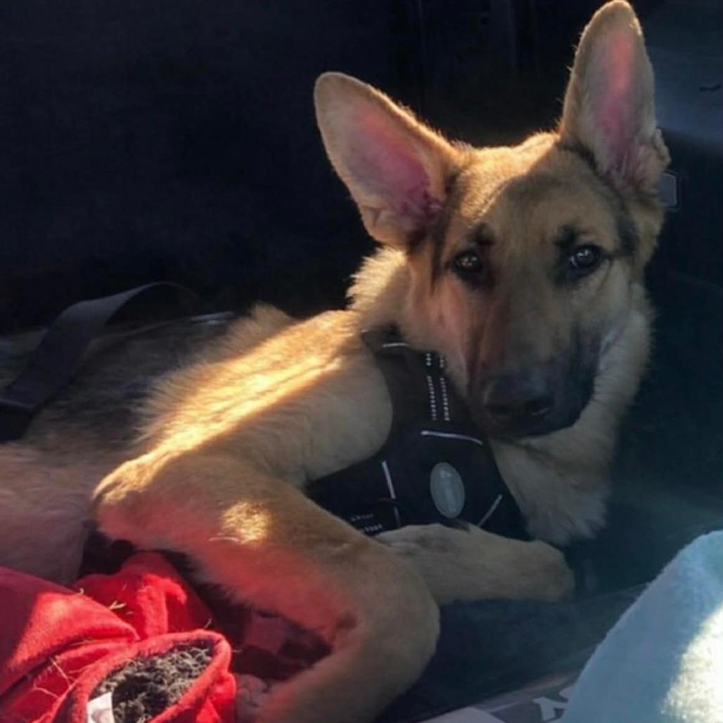 Enlarge Maverick (26-153), a Adoptable German Shepherd Dog in New Ringgold, PA image 1/3