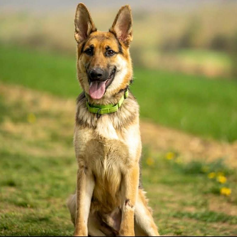 Enlarge Maverick (26-153), a Adoptable German Shepherd Dog in New Ringgold, PA image 2/3