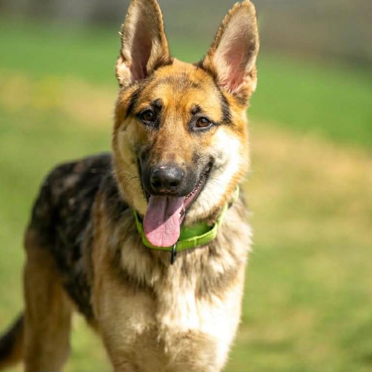 Enlarge Maverick (26-153), a Adoptable German Shepherd Dog in New Ringgold, PA image 3/3