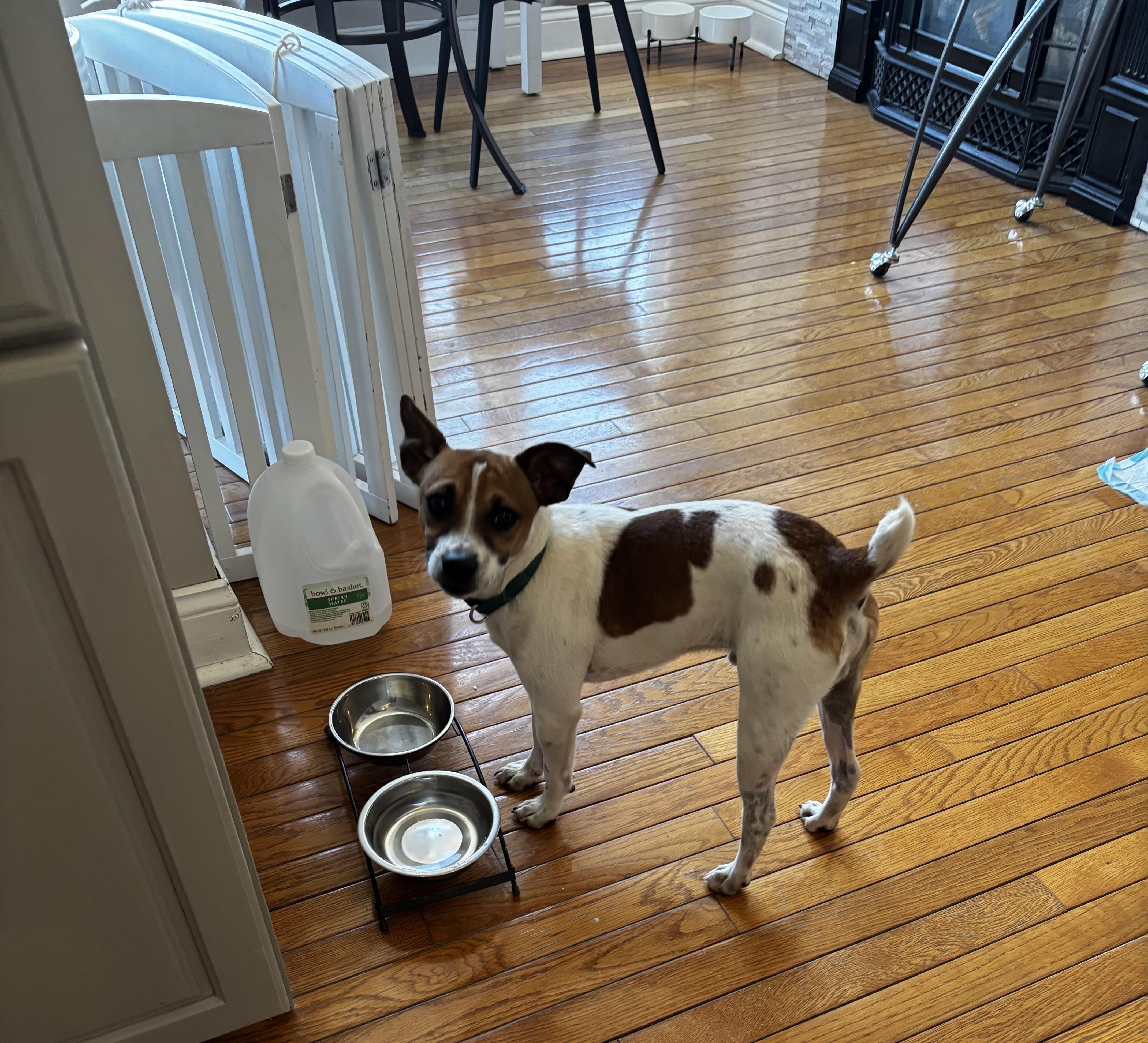 Skipper — thumbnail 2