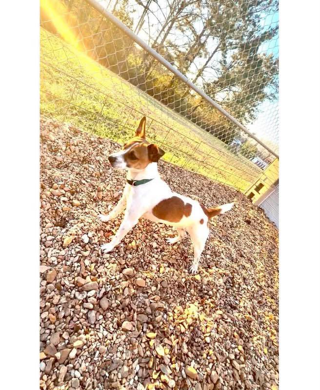 Skipper — thumbnail 3