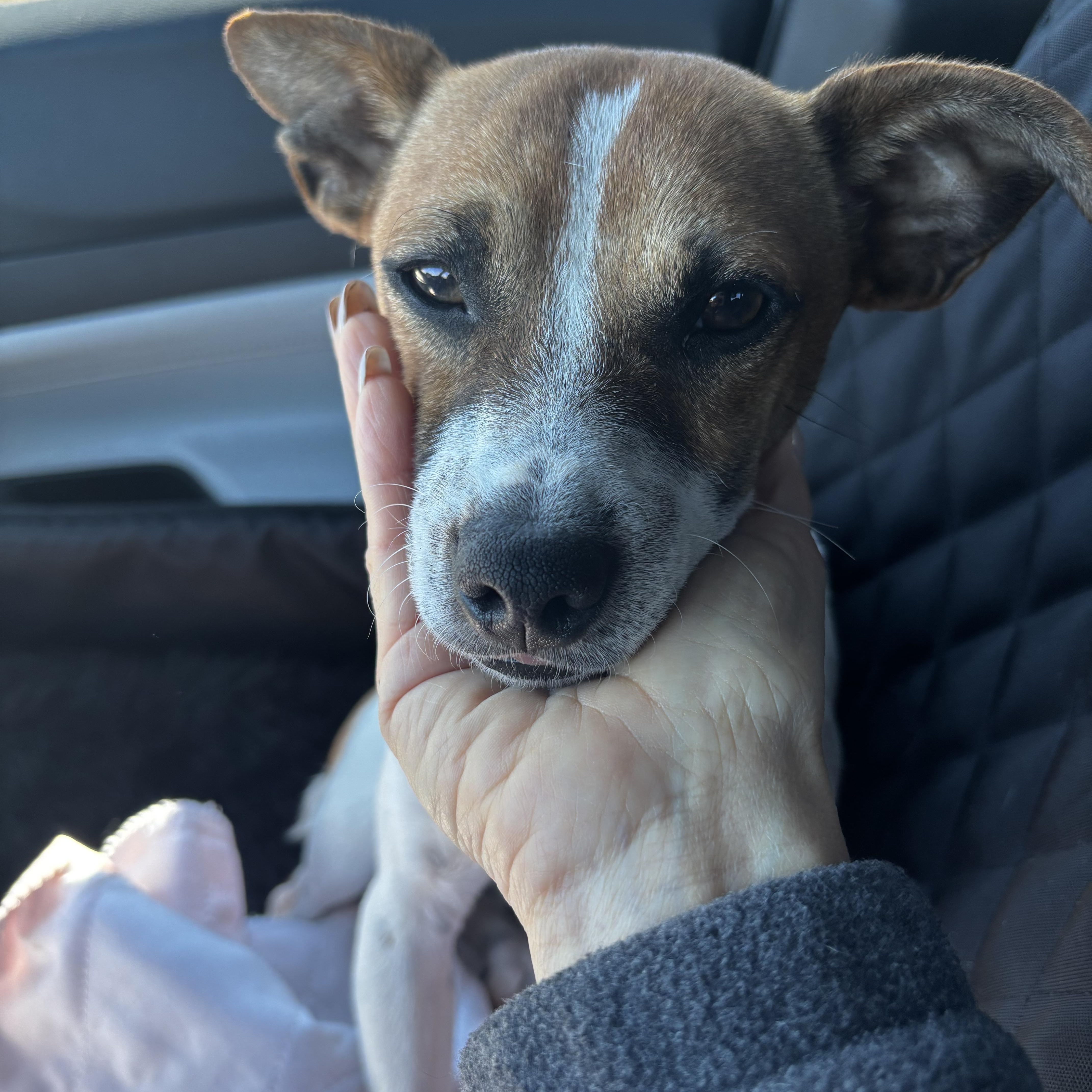 Skipper — thumbnail 4