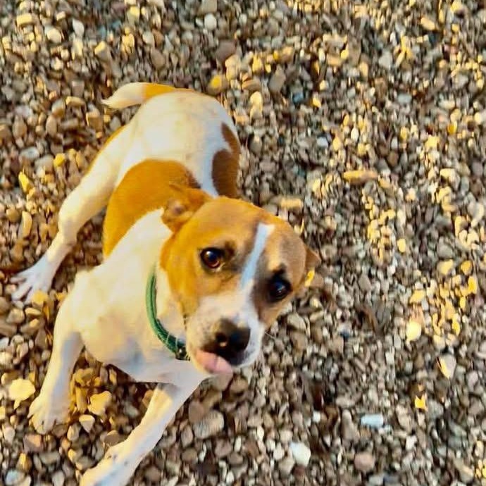 Skipper — thumbnail 5