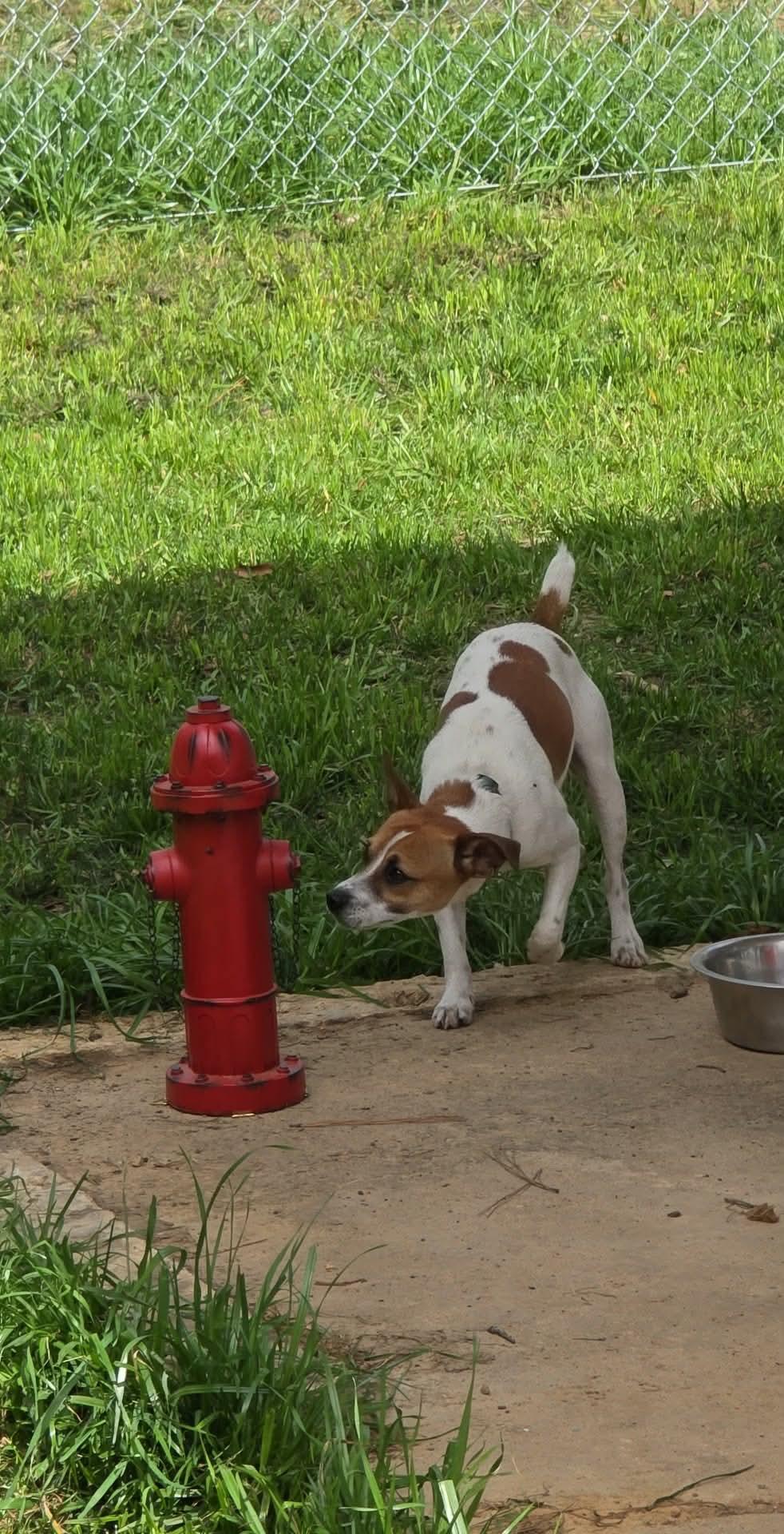 Skipper — thumbnail 6