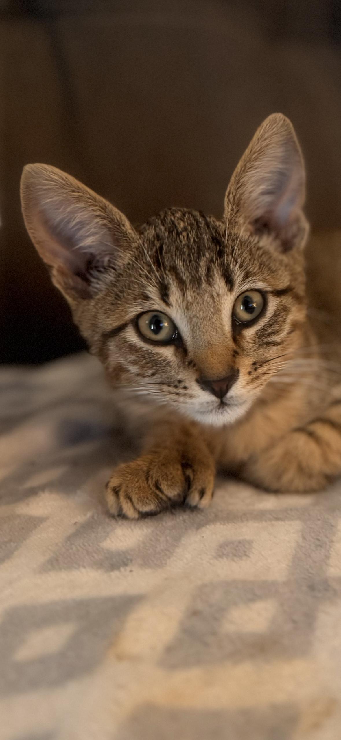 Enlarge Loki, a ADOPTABLE mixed breed in Hagerstown, MD image 3/6