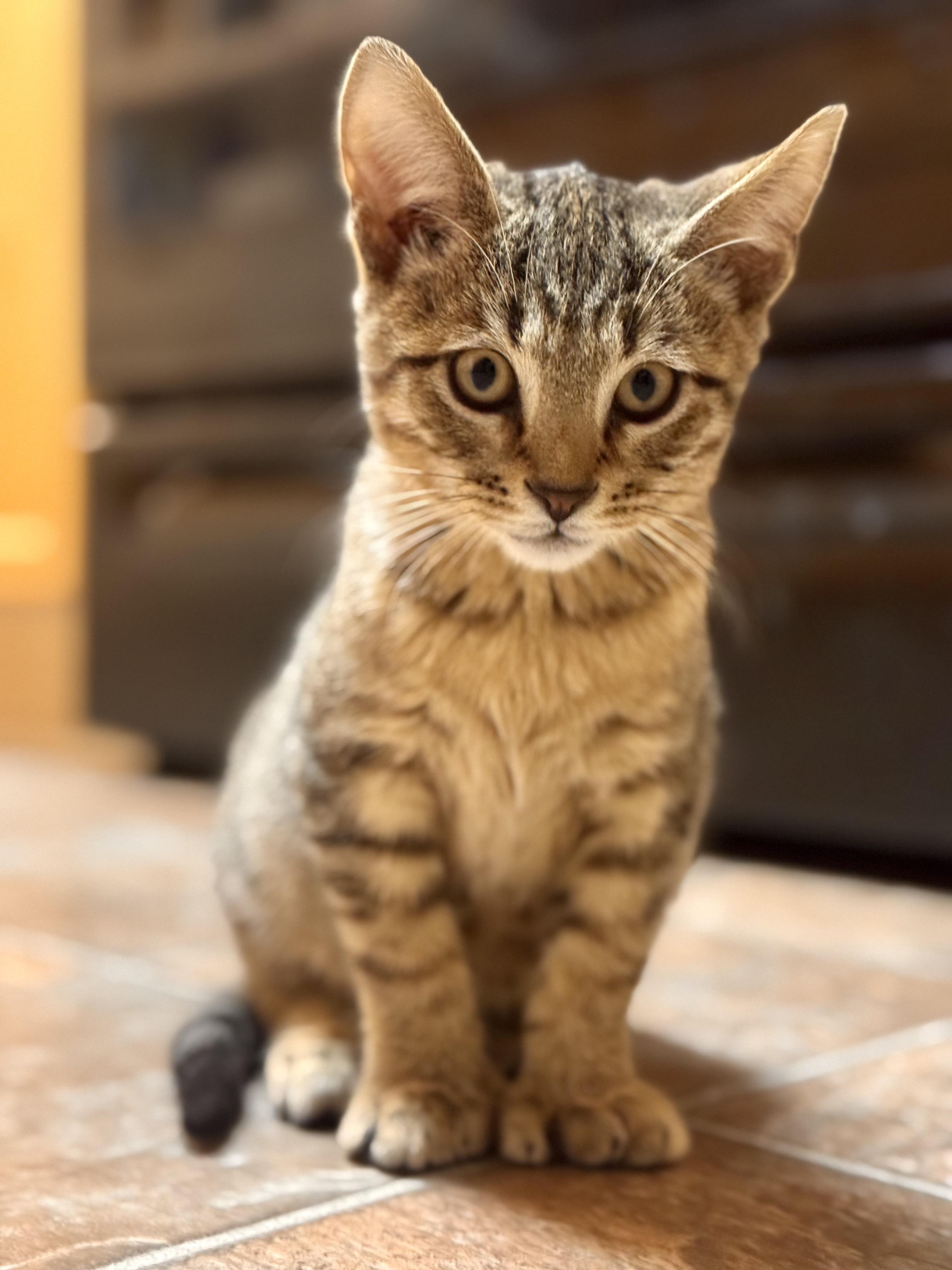 Enlarge Loki, a ADOPTABLE mixed breed in Hagerstown, MD image 4/6