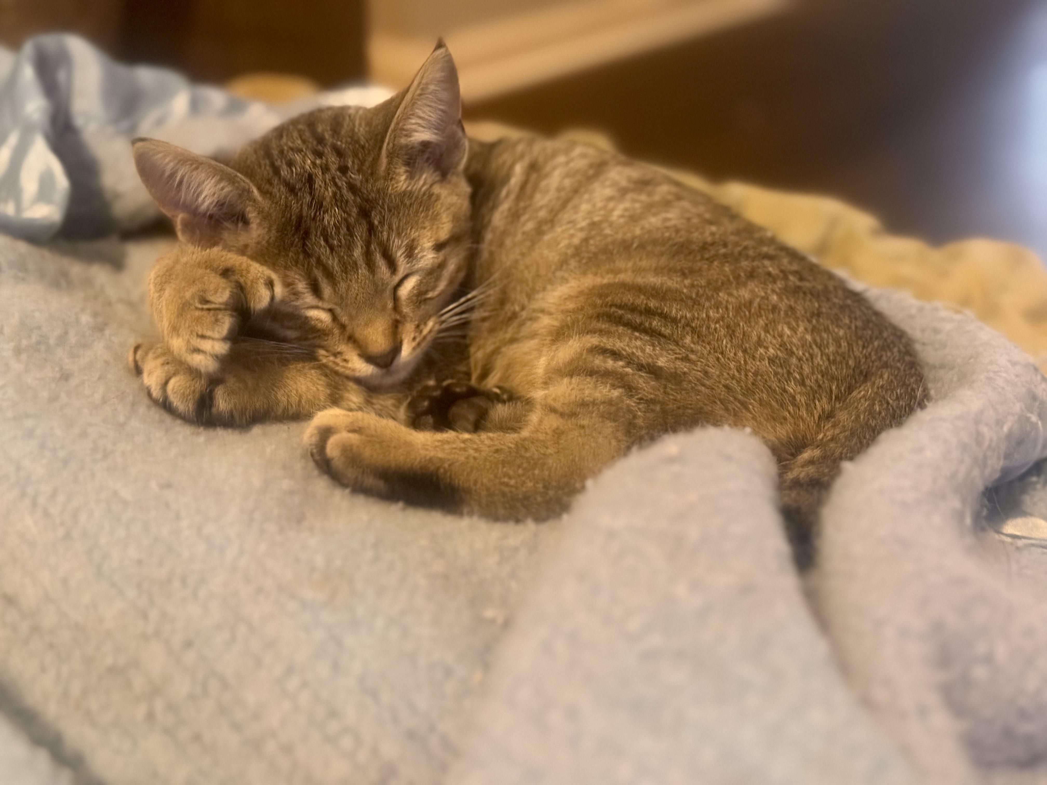 Enlarge Loki, a ADOPTABLE mixed breed in Hagerstown, MD image 5/6