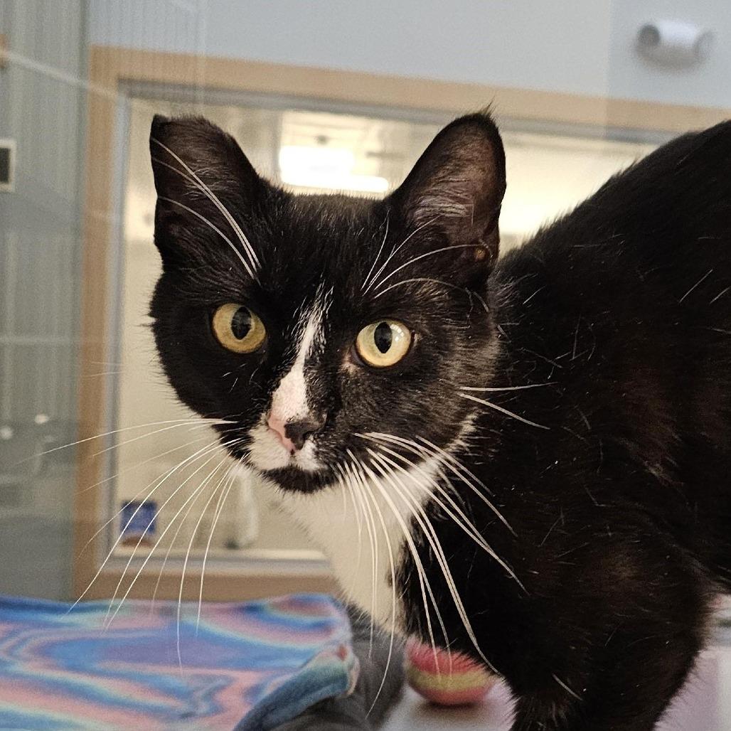 Vixi, Adoptable, Adult Female Domestic Short Hair.