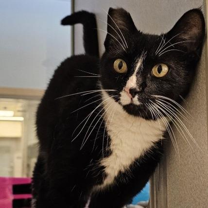 Enlarge Vixi, a Adoptable Domestic Short Hair in Cedar Rapids, IA image 2/2
