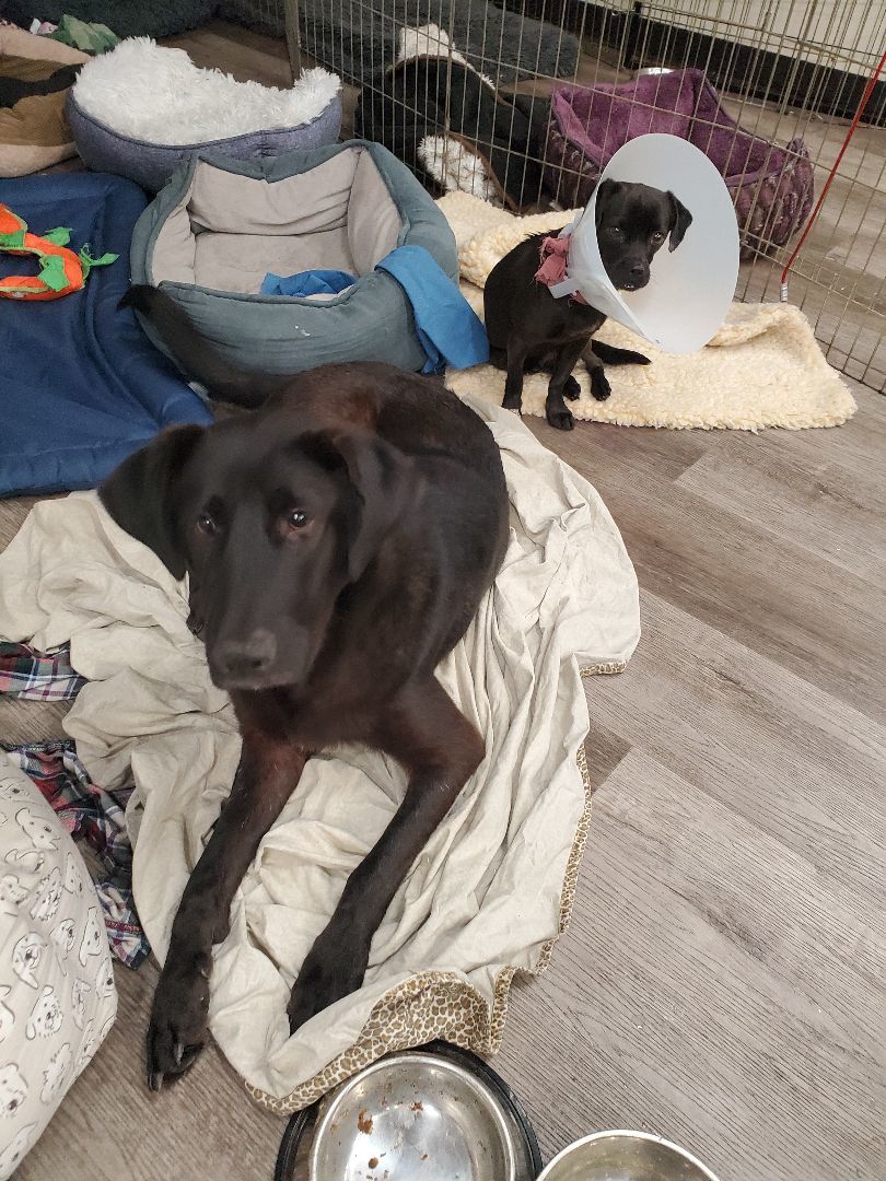 Miles Davis Lover, a Adoptable Black Labrador Retriever in Manhattan Beach, CA image 1/6