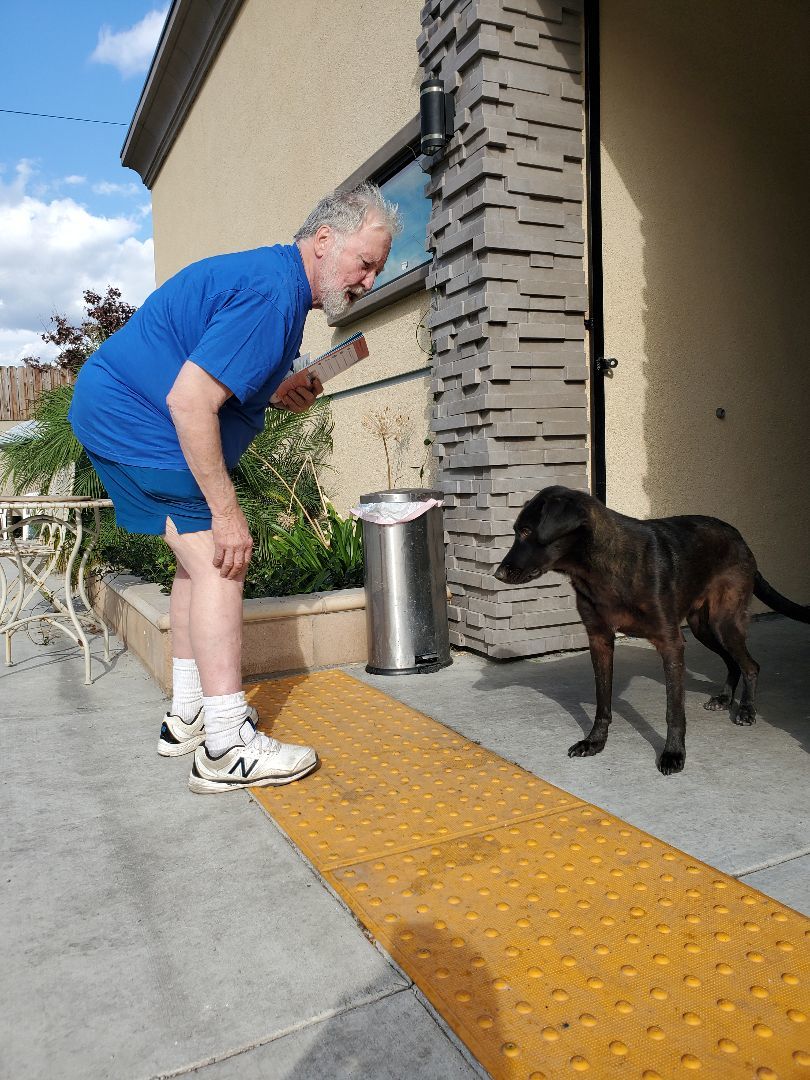 Miles Davis Lover, a Adoptable Black Labrador Retriever in Manhattan Beach, CA image 2/6