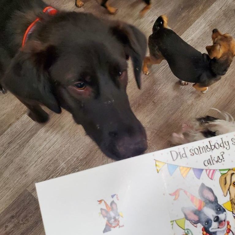 Miles Davis Lover, a Adoptable Black Labrador Retriever in Manhattan Beach, CA image 3/6