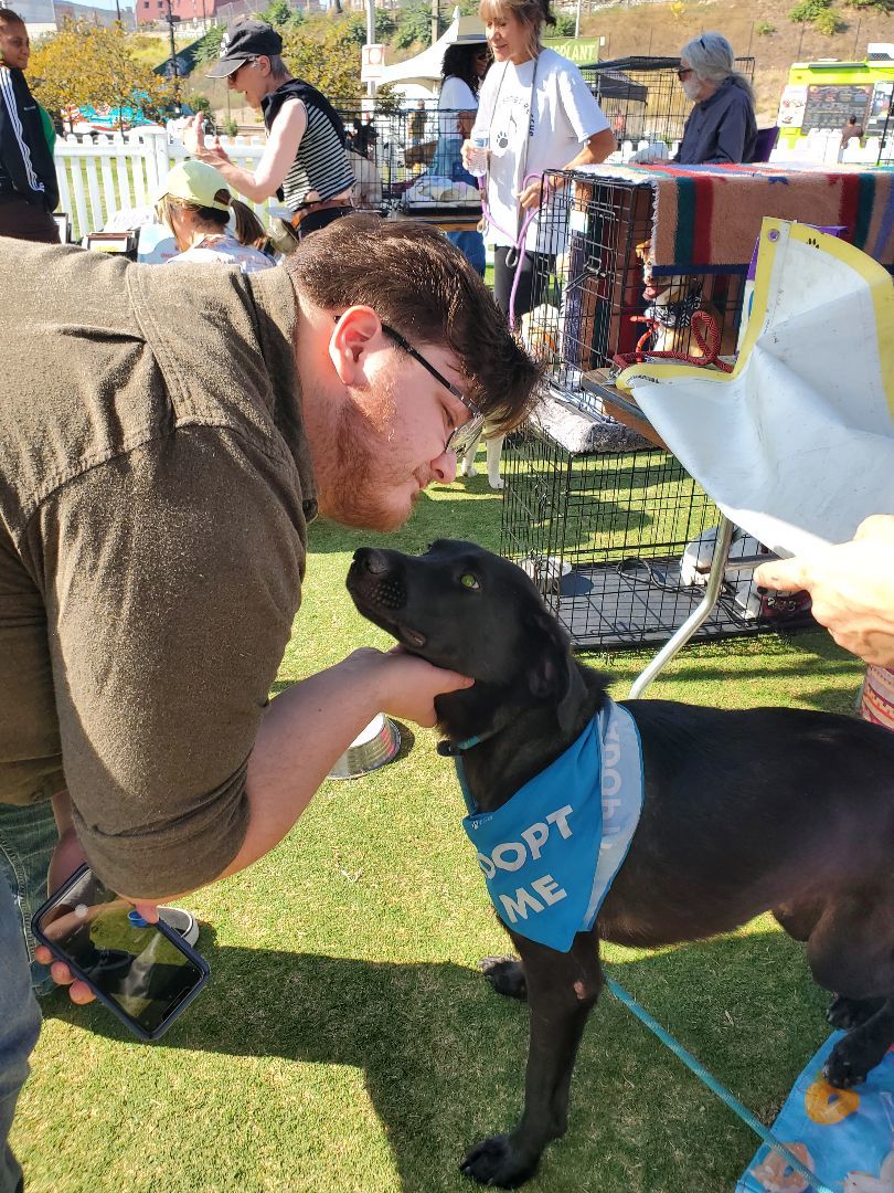 Miles Davis Lover, Adoptable, Young Male Black Labrador Retriever.