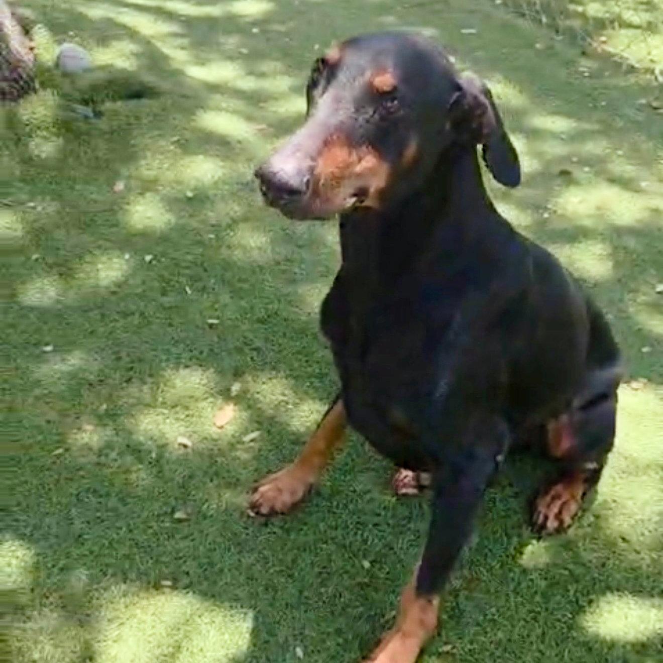 Sugar Ray 3607, Adopted, Senior Male Doberman Pinscher.