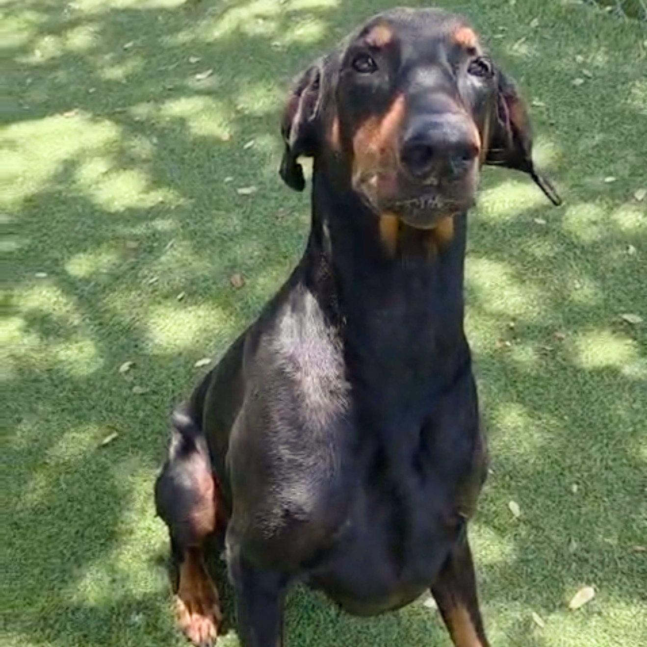Sugar Ray 3607, a Adopted Doberman Pinscher in Oakland Park, FL image 2/3