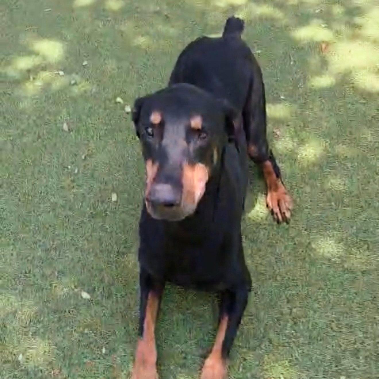 Sugar Ray 3607, a Adopted Doberman Pinscher in Oakland Park, FL image 3/3
