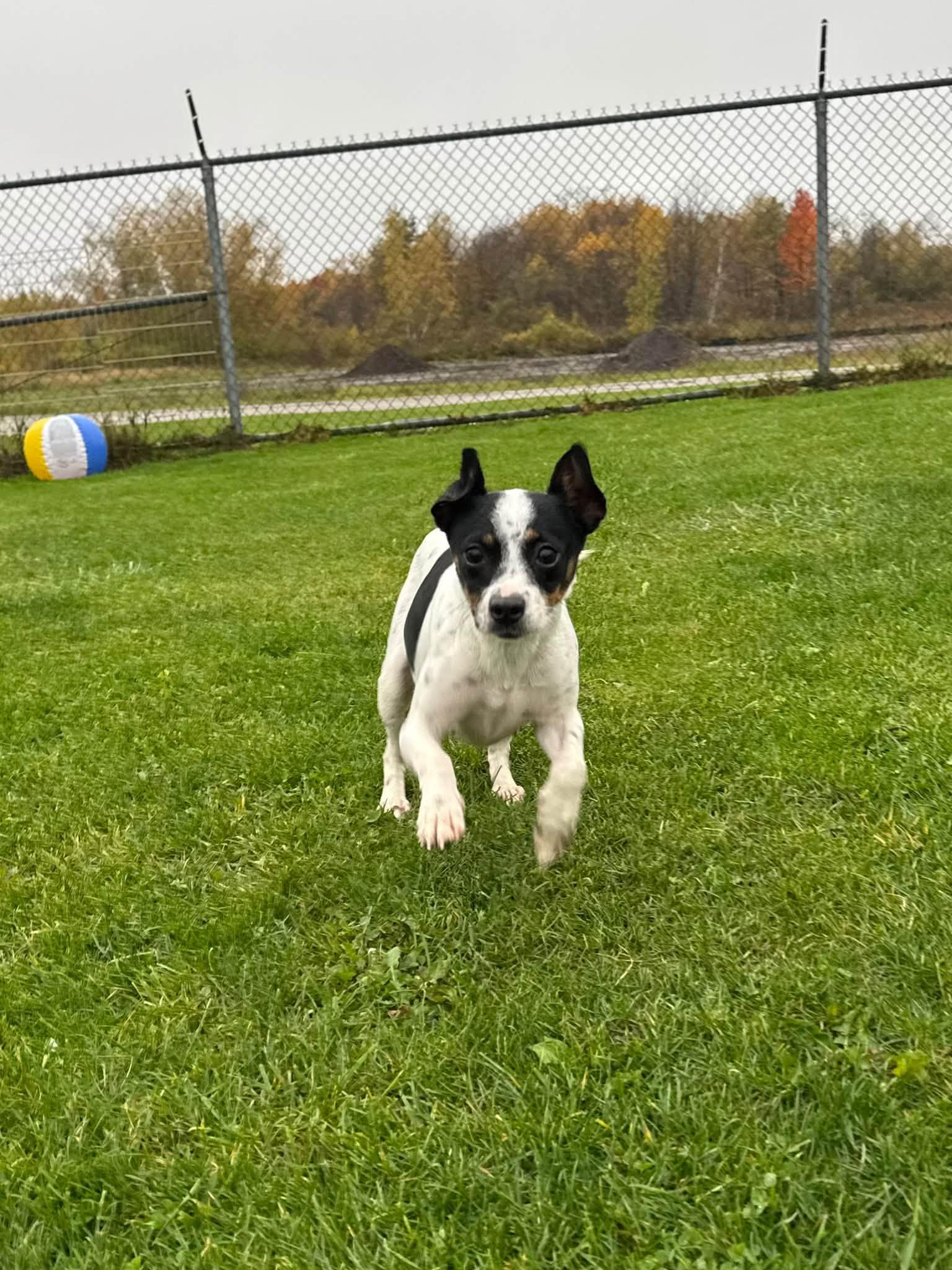 Enlarge Elsa, a Adoptable mixed breed in Gouverneur, NY image 1/2