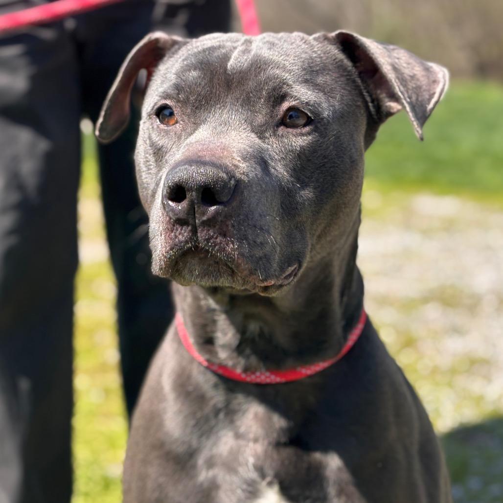 Enlarge Corncob Bob, a Adoptable mixed breed in York, PA image 1/6