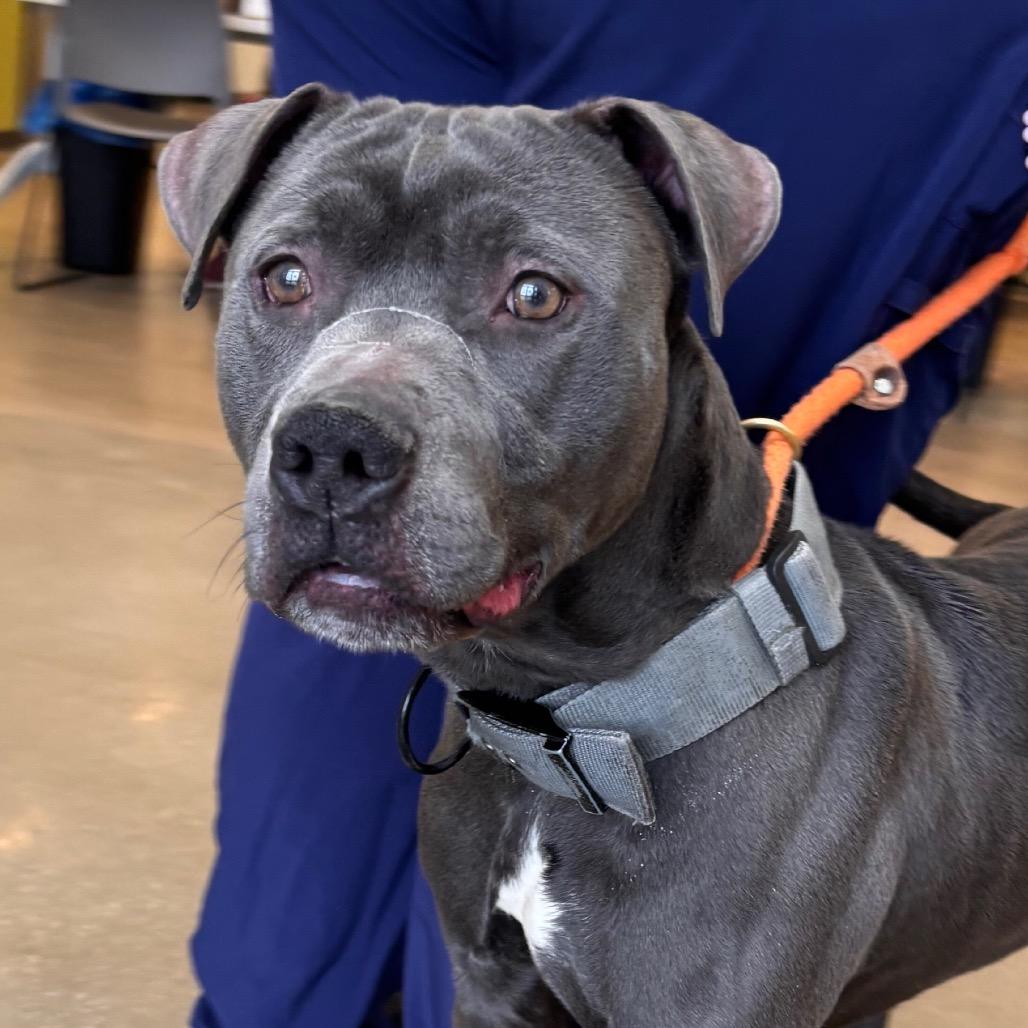 Enlarge Corncob Bob, a Adoptable mixed breed in York, PA image 2/6