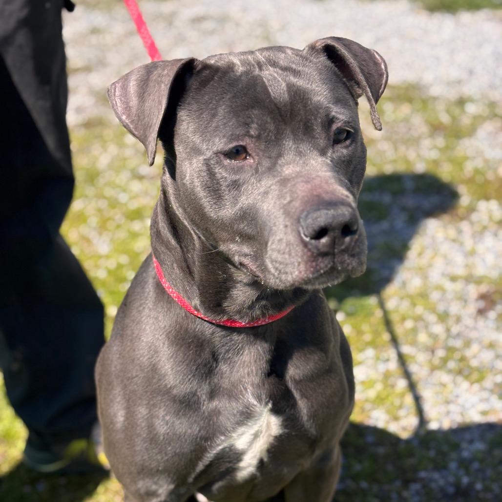 Enlarge Corncob Bob, a Adoptable mixed breed in York, PA image 3/6